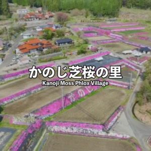 山口県周南市　かのじ芝桜の里