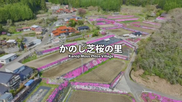 山口県周南市　かのじ芝桜の里