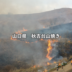 山口県　秋吉台山焼き