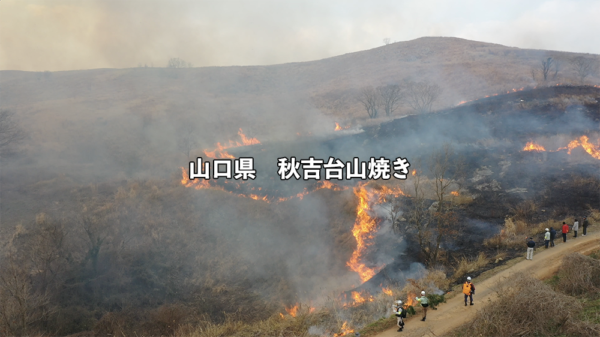 山口県　秋吉台山焼き